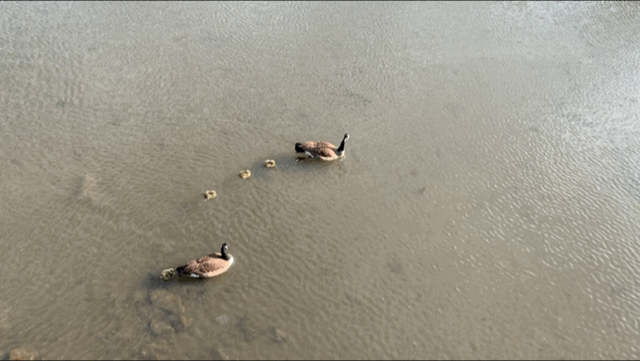 follow mama goose